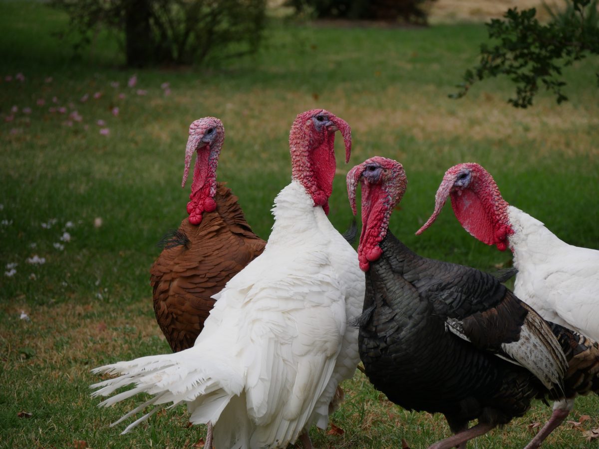 Holy Turkey! What’s Happening to Thanksgiving!?