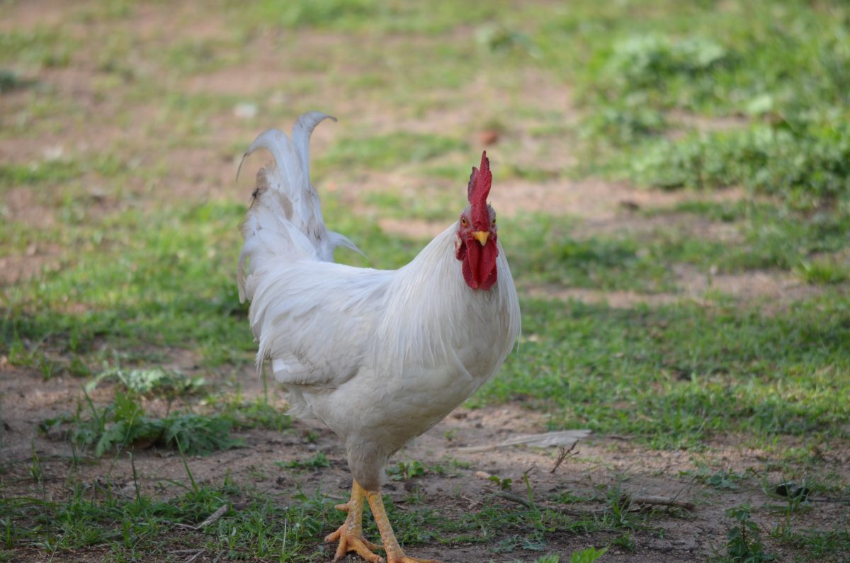 Why Nobody Eats Chicken At Christmas